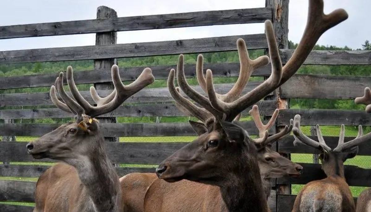 Алтай весной: природа и путешествия