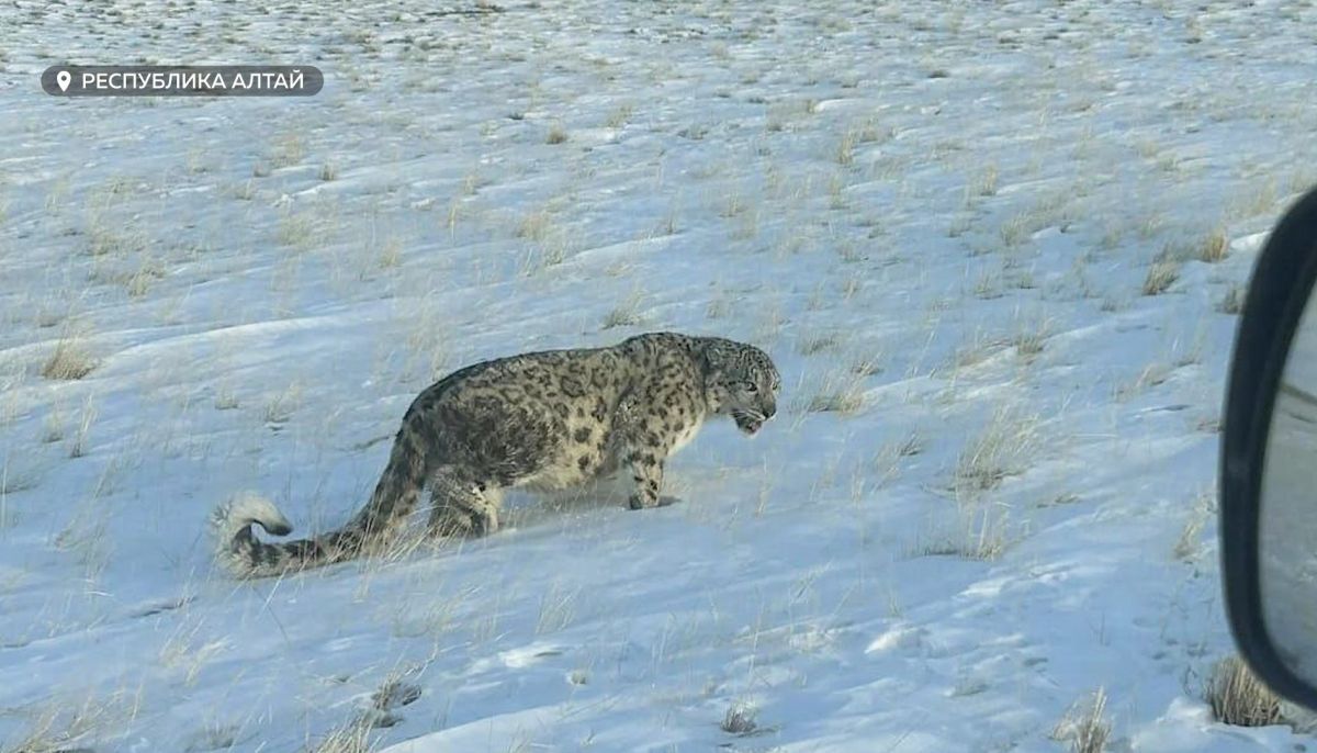 Хозяин гор: большую кампанию по учету снежных барсов проведут в Республике Алтай